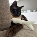 FINN - Trapkussen in visvorm