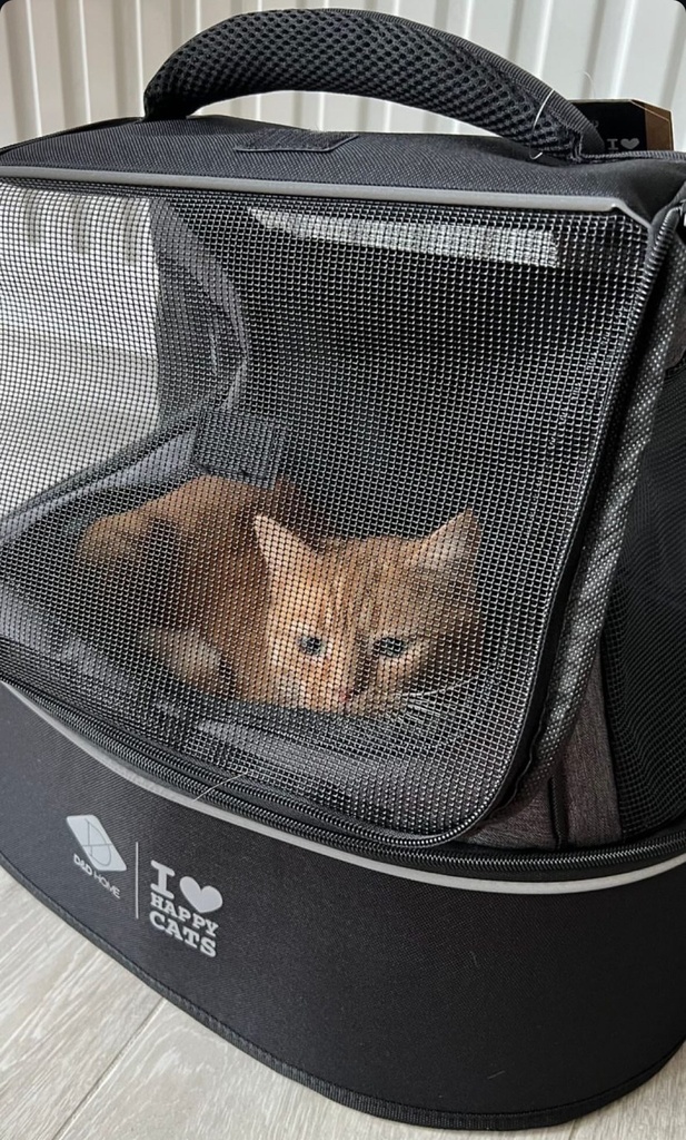 PHOEBE - Kattentransporttas