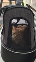 PHOEBE - Kattentransporttas