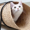 Reina katten speeltunnel
