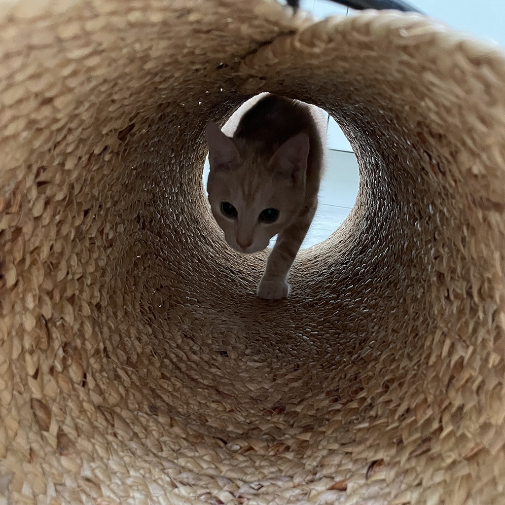 Reina katten speeltunnel
