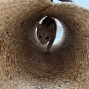 Reina katten speeltunnel