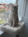 Kyo vensterbankmand