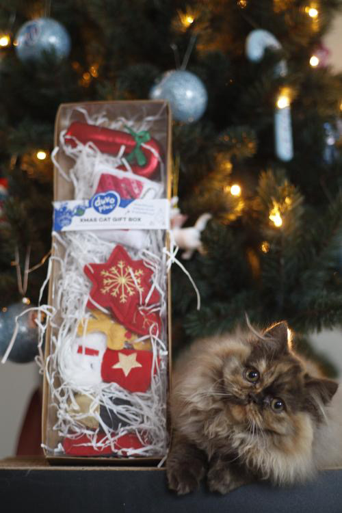 Xmas Geschenkdoos voor kat