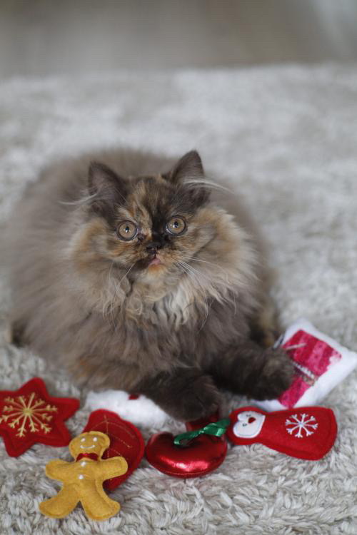 Xmas Geschenkdoos voor kat