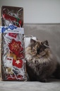 Xmas Geschenkdoos voor kat