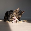 Kattenspeeltje MILLY