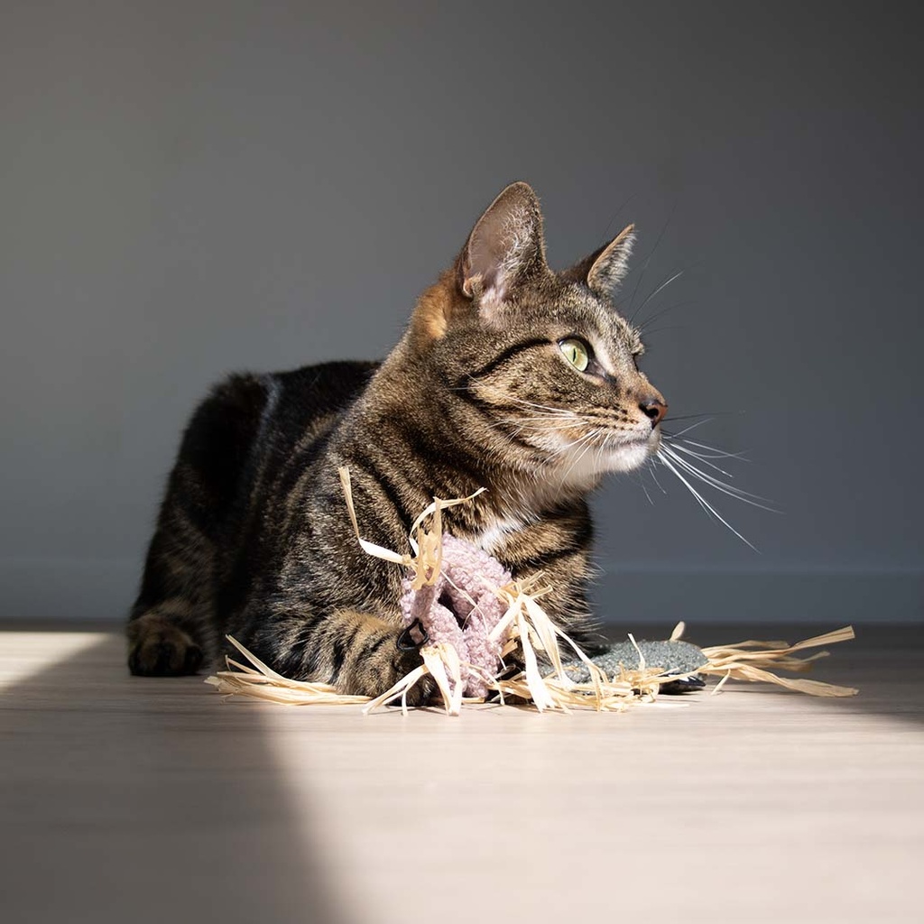 Kattenspeeltje MILLY