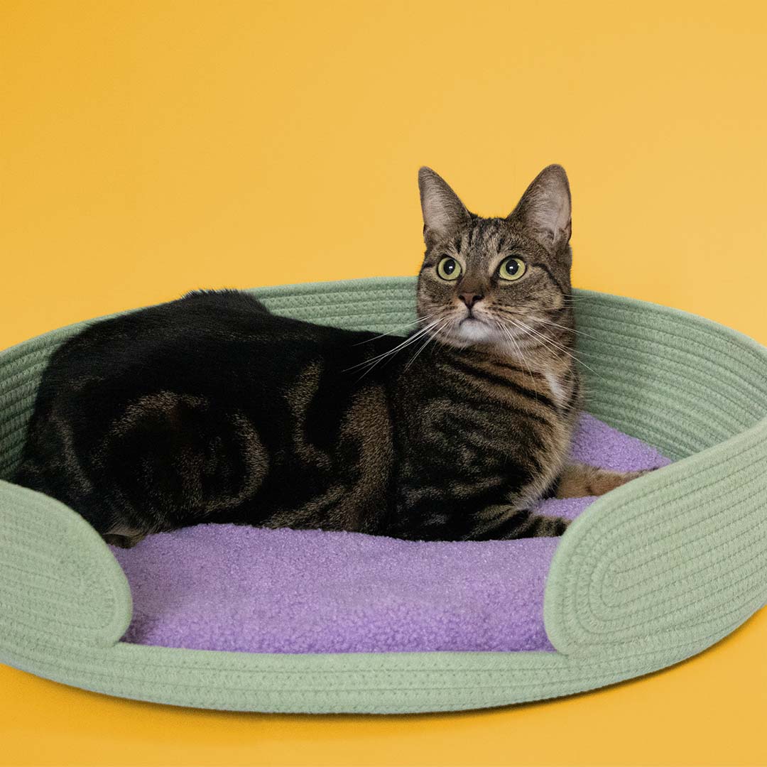 [675/487419] Kattenmandje LAZY LOUNGE [groen/lilac (Groen)]