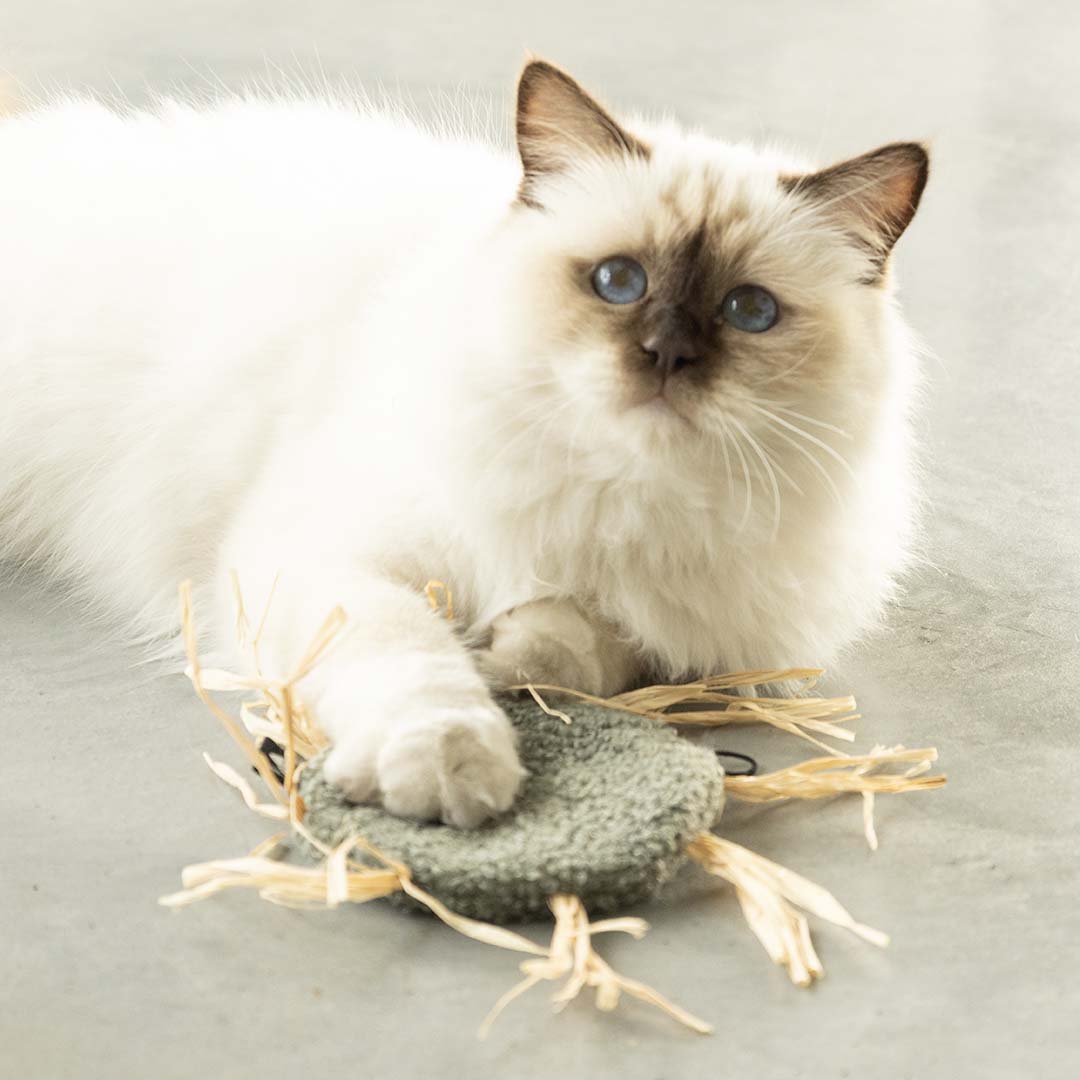 [402/488744] Katzenspielzeug MILLY [grün (Grün)]