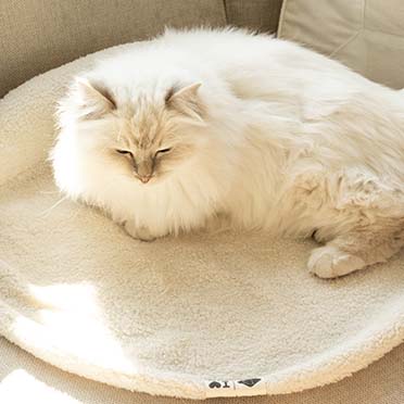 [677/489178] Plaidkussen - MANOU [blanc cassé (Blanc)]